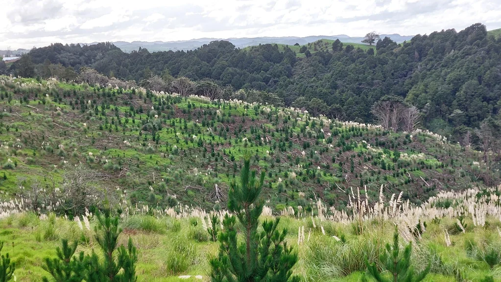 Maungaturoto Value, Views & Young Pines: 7.7ha Forestry Block
