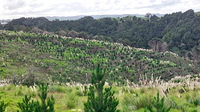 Maungaturoto Value, Views & Young Pines: 7.7ha Forestry Block