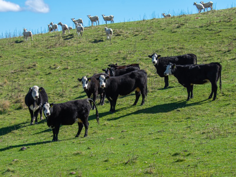 370 Gore Bay Road, Gore Bay, Hurunui, 0房, 0浴