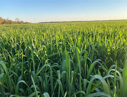"Carpendale Agri" Gore Hwy, Goondiwindi, Darling Downs, 0 rūma, 0 rūma horoi, Lifestyle Property