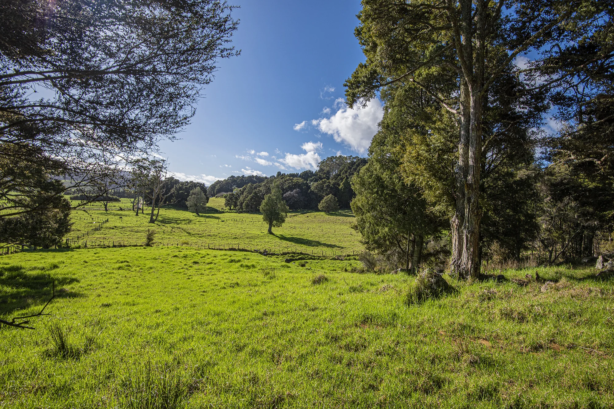 433 Crane Road, Kauri, Whangarei, Northland, 0 chambres, 0 salles de bain, Section