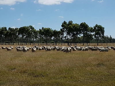 Outer Plains