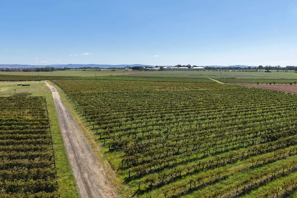 Cowra Scenic Lifestyle Block with Vineyard Outlook – Build Your Dream Home"
SOME OF THE COUNTRYS OLDEST WINE GRAPES!