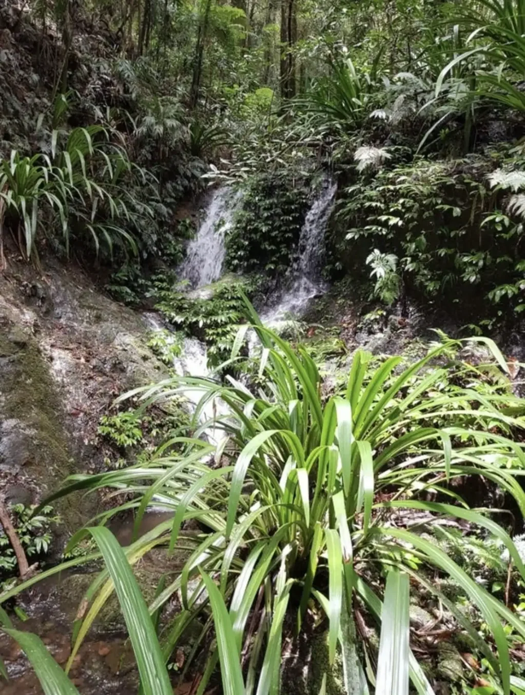 Springbrook 4 Bedroom Hidden Horizon - Rare Springbrook Rainforest Estate