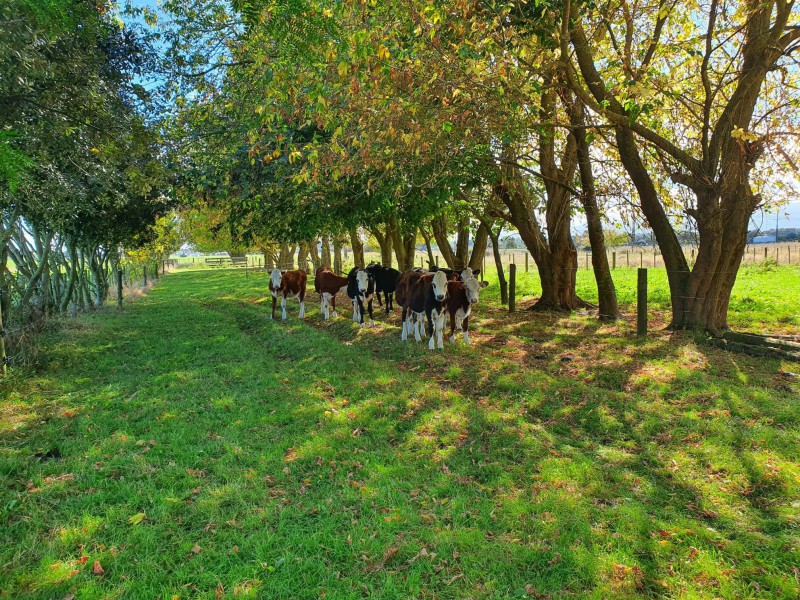 323 Wood Road, Waitoa, Matamata, 4 ਕਮਰੇ, 0 ਬਾਥਰੂਮ