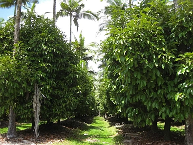 地址保密, East Feluga, QLD 4854, 0房, 0浴, Lifestyle Property