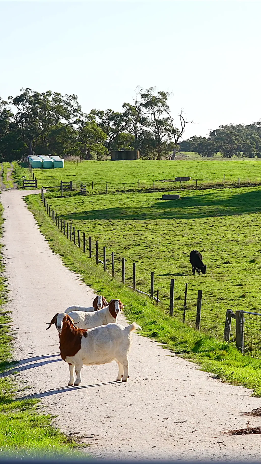 Leongatha South  'Rumbalara' 140 Acres, "Here to be SOLD"