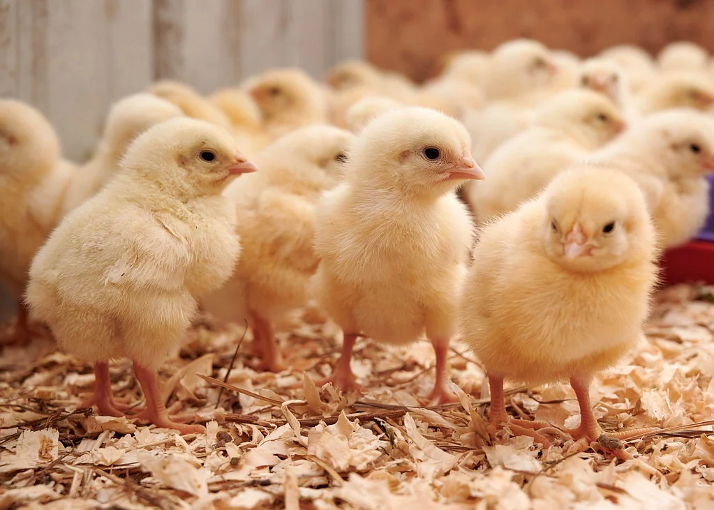 Hunua 4Zimmer Auckland Poultry & Lifestyle