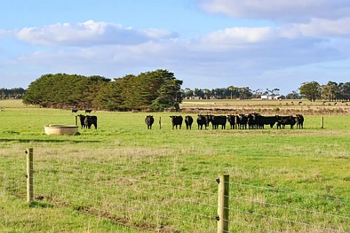 59 Gapes Road, Winslow, VIC 3281, 0 slaapkamers, 0 badkamers, Lifestyle Property