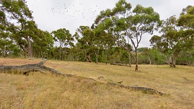 596 Mostyn Lane, Balmoral, VIC 3407, 0 slaapkamers, 0 badkamers, Lifestyle Property