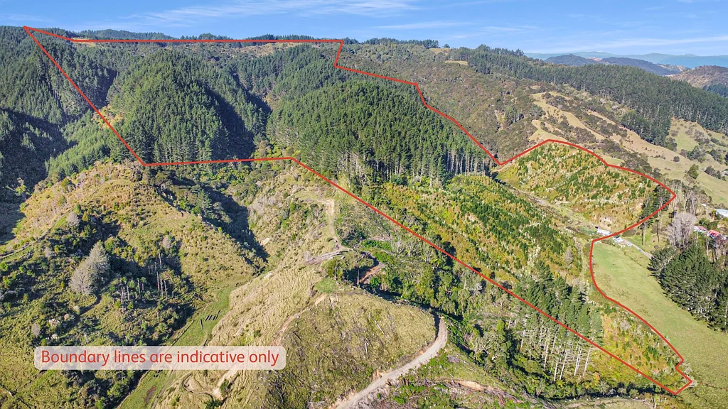 Taneatua  Mature pine crop on 42 ha land - 15km to Whakatane