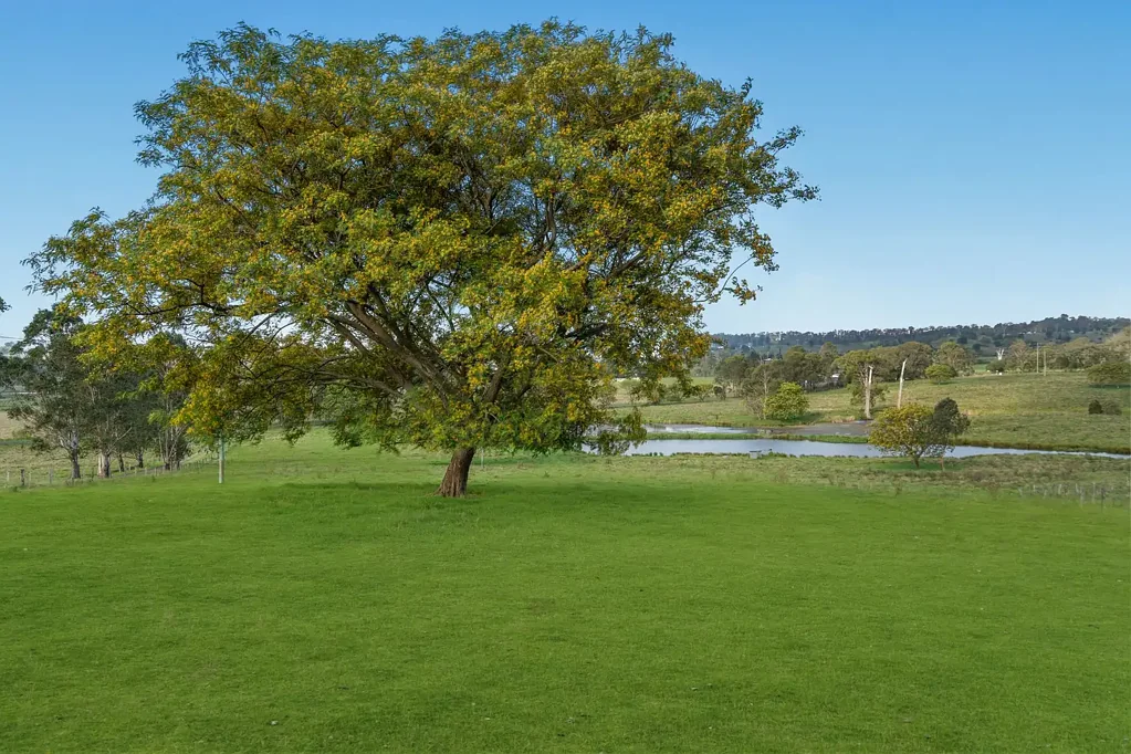 Veresdale Scrub "Fig Tree Hill" via Veresdale Scrub