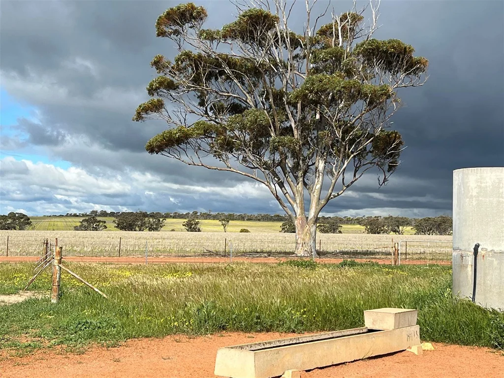 Shackleton Quality, early selection, well farmed