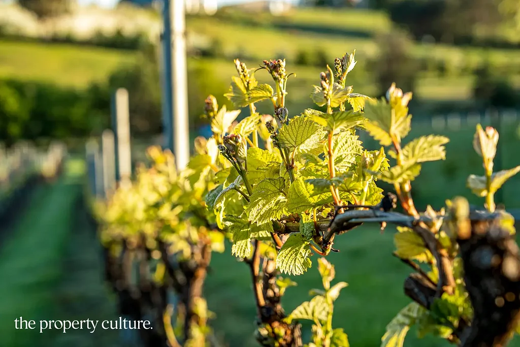 Glaziers Bay  Quality Vineyard in an Amazing Location