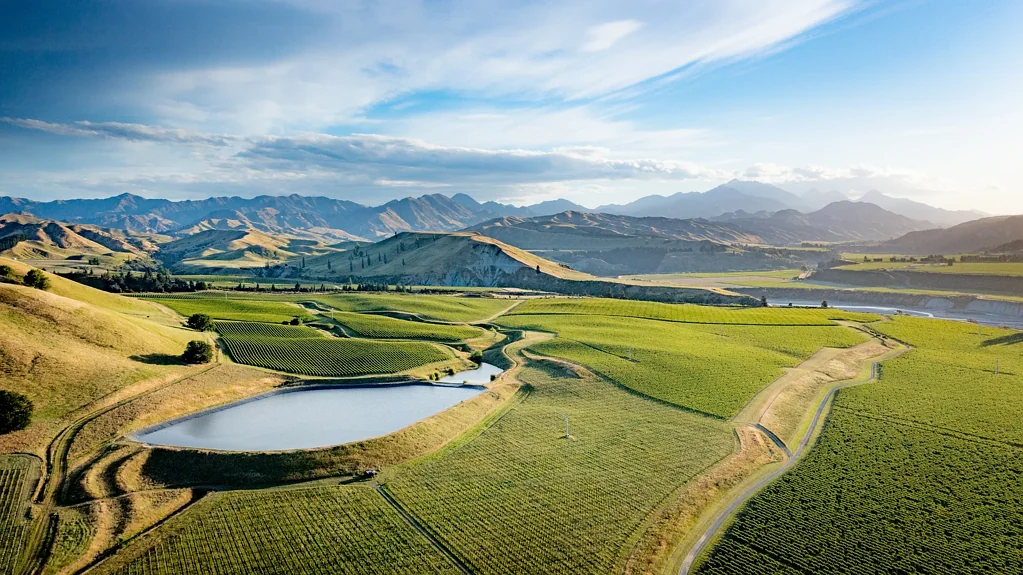 Seddon Large vineyard, brands & distribution