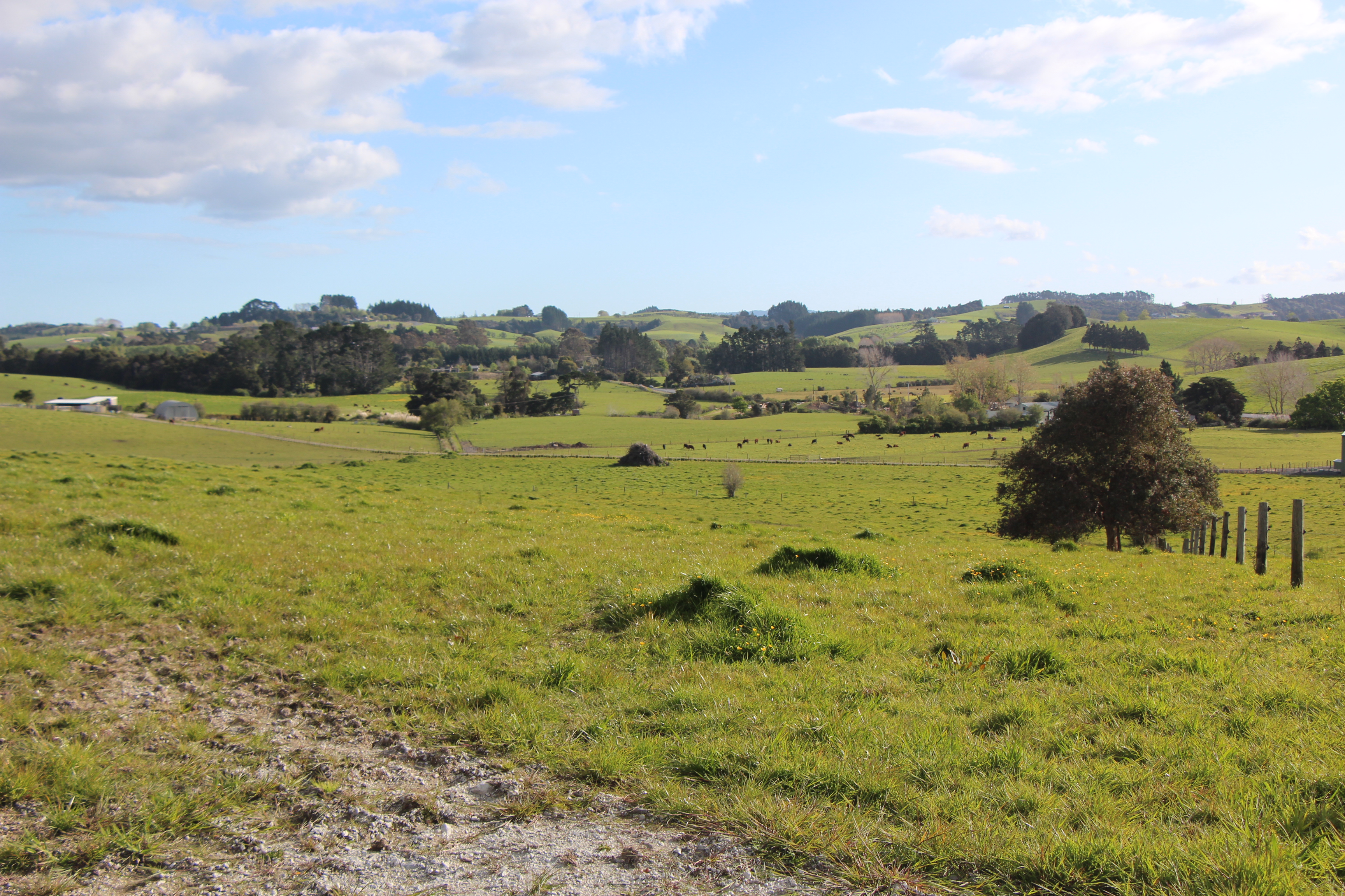 468 Green Road, Matakana, Auckland - Rodney, 6 habitaciones, 0 baños