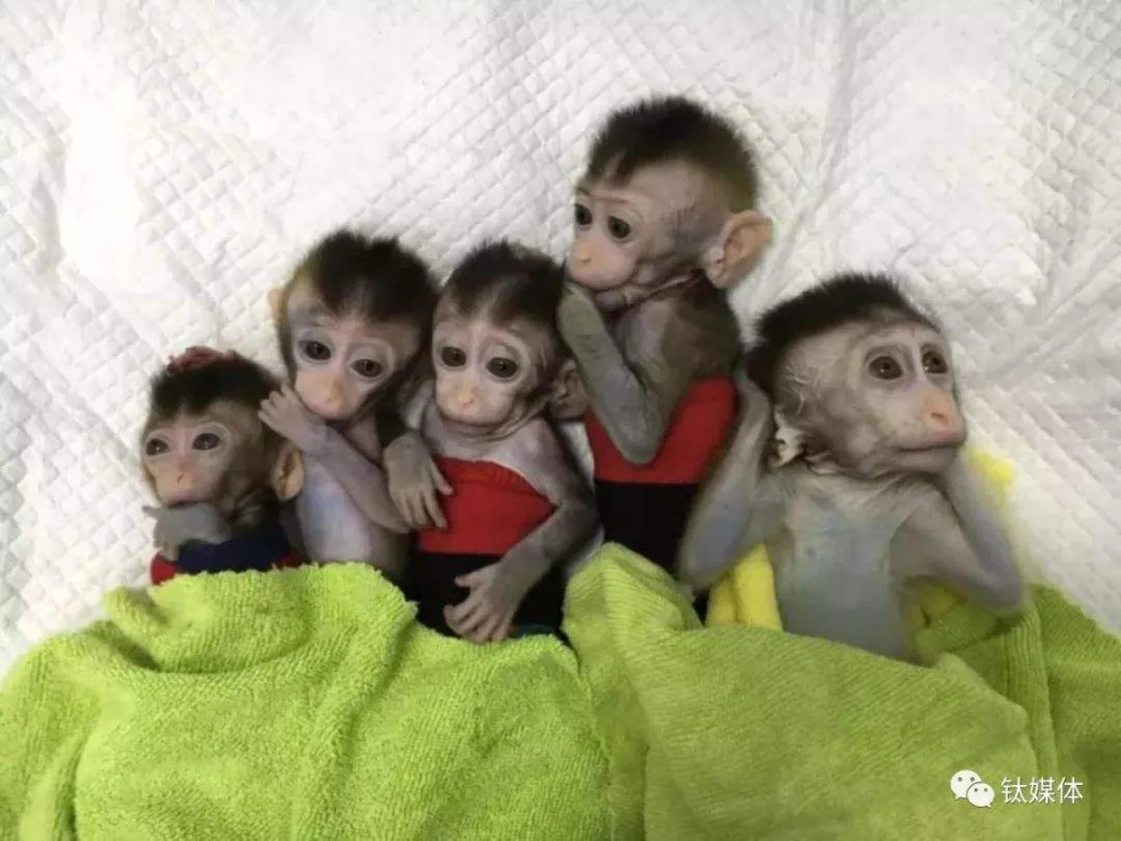 世界首批体细胞克隆疾病模型猴诞生;滴滴顺风车“春运暂不上线”丨钛晚报