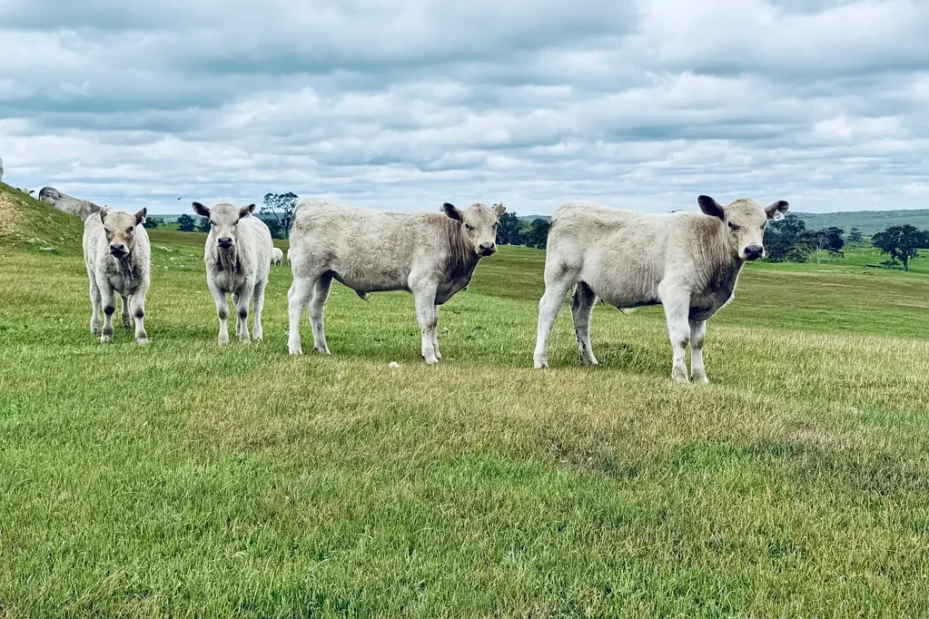 Tungkillo Grazing block with stunning views! Approx 41 Hectares