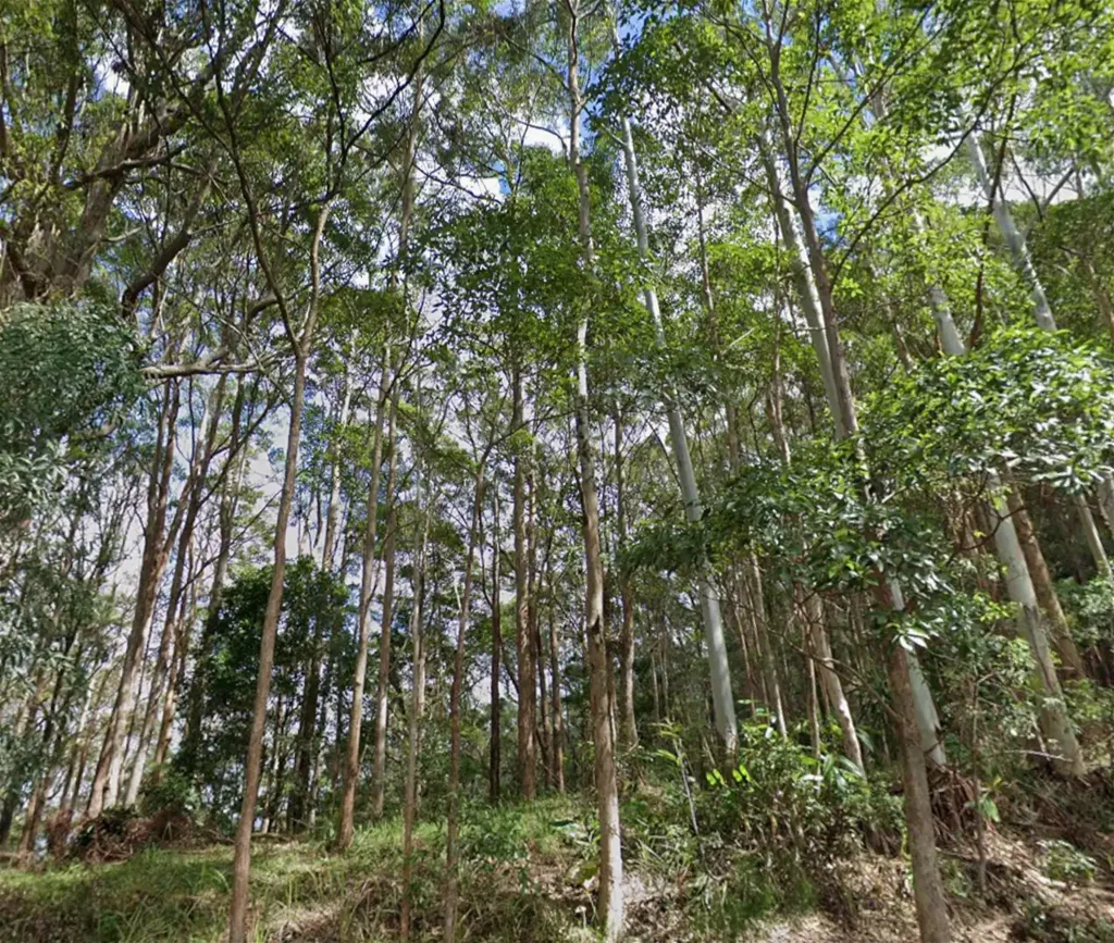 Tamborine Mountain Rare Tamborine Mountain Landholding - 8,802sqm