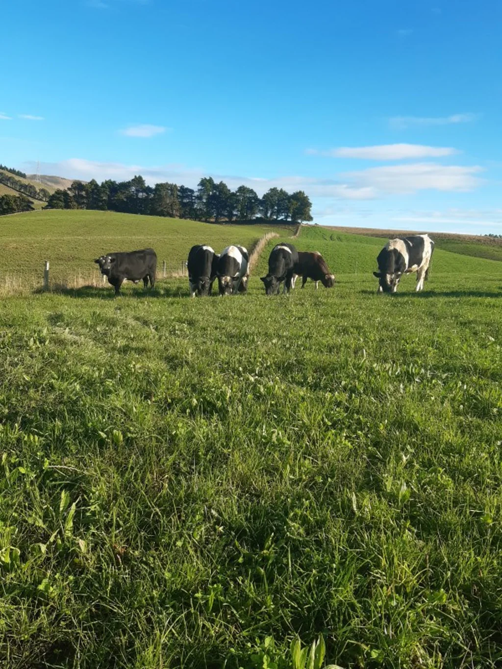 Balclutha  Hillfoot Road