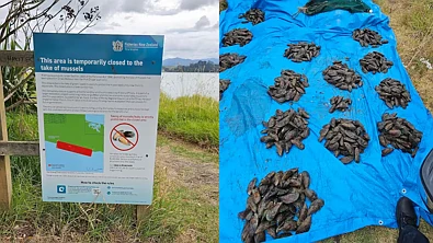 2771个，千倍超捕！新西兰又有人狂捞海鲜被捕，涉案者或遭起诉！