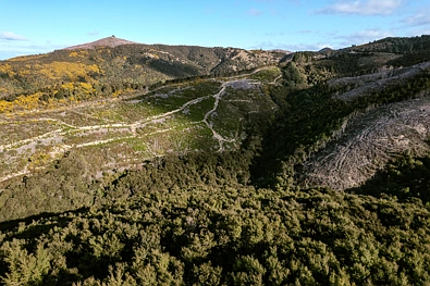 Section 24 Duncan Road, Hampden, Waitaki, Otago, 0 રૂમ, 0 બાથરૂમ, Forestry