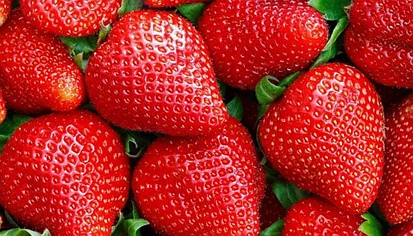 恶劣天气致产量锐减，今夏草莓或迎涨价