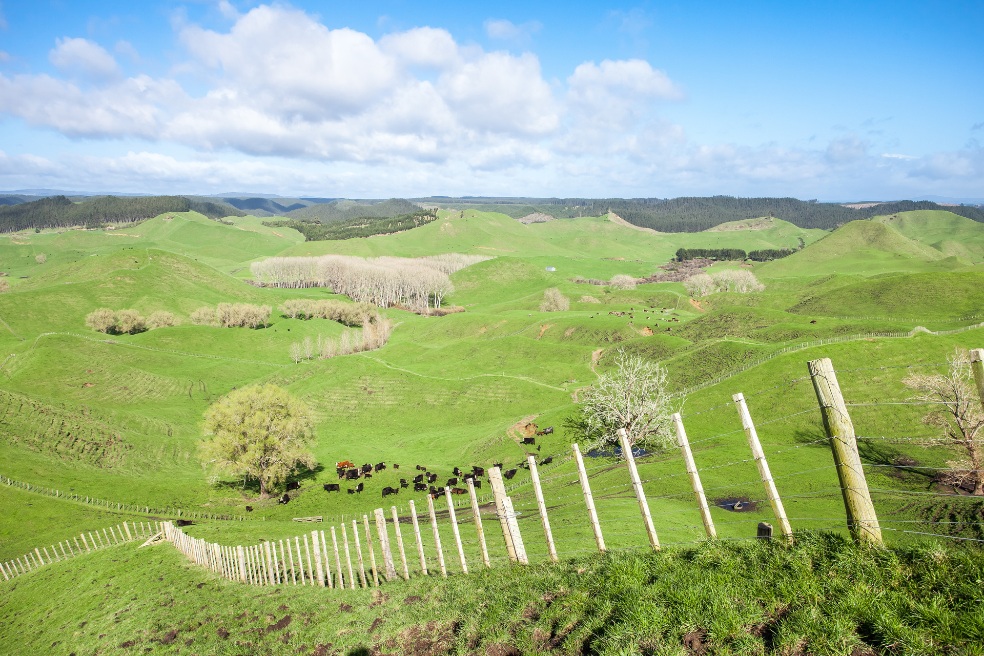 834 Pikowai Road, Pikowai, Whakatane, 0房, 1浴, Finishing