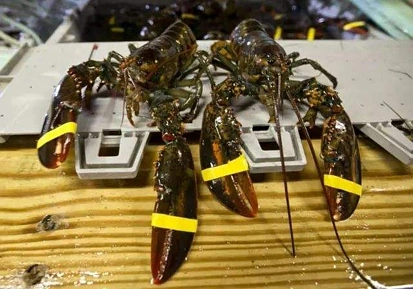 哭晕在厨房！加拿大餐馆老板杀了只龙虾，或被判坐牢5年？！这梗太硬了...
