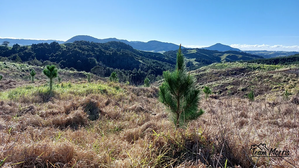Maungaturoto Pines with a view