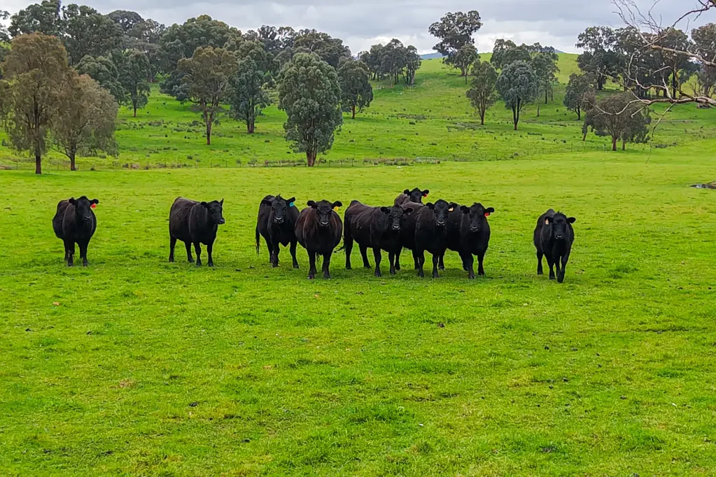 Merton  'Park Lane' - 411 Acres of Productive Grazing Country | Merton | 2hrs Melbourne