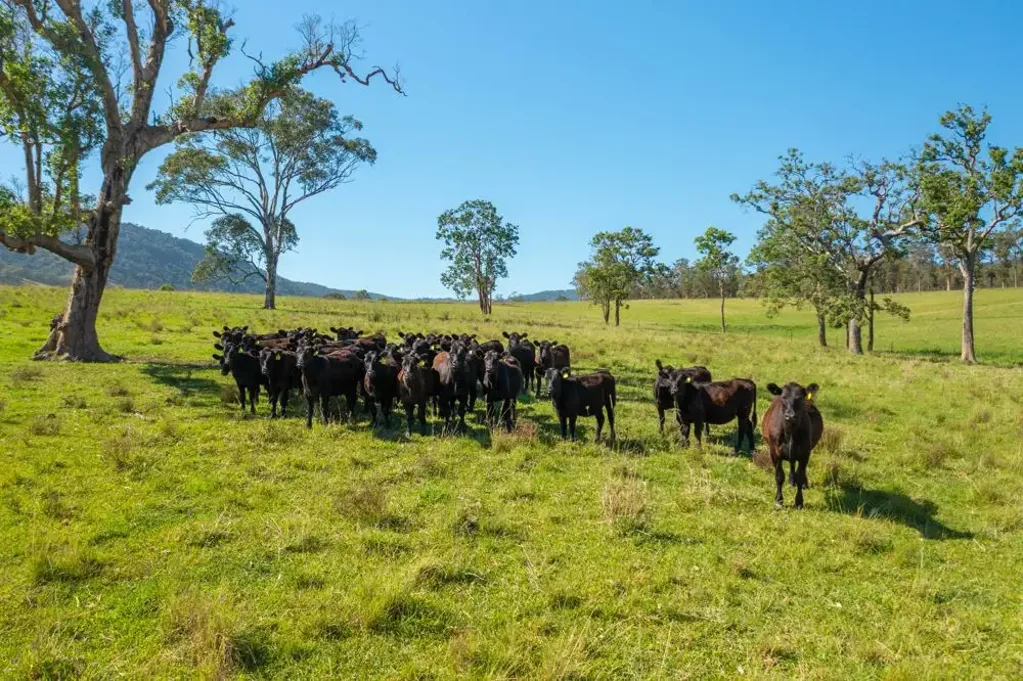 785 Toms Creek Road, Ellenborough, NSW 2446
