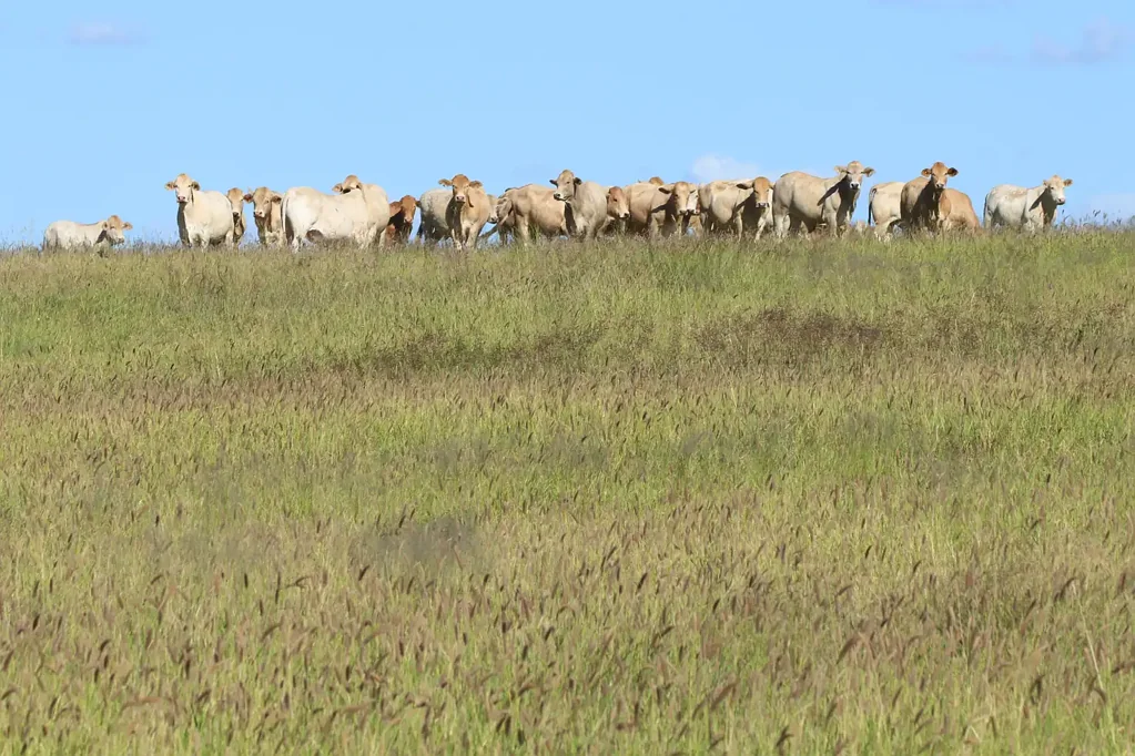 Roma "Quebec" - Buffel, Beef & Bottle Trees