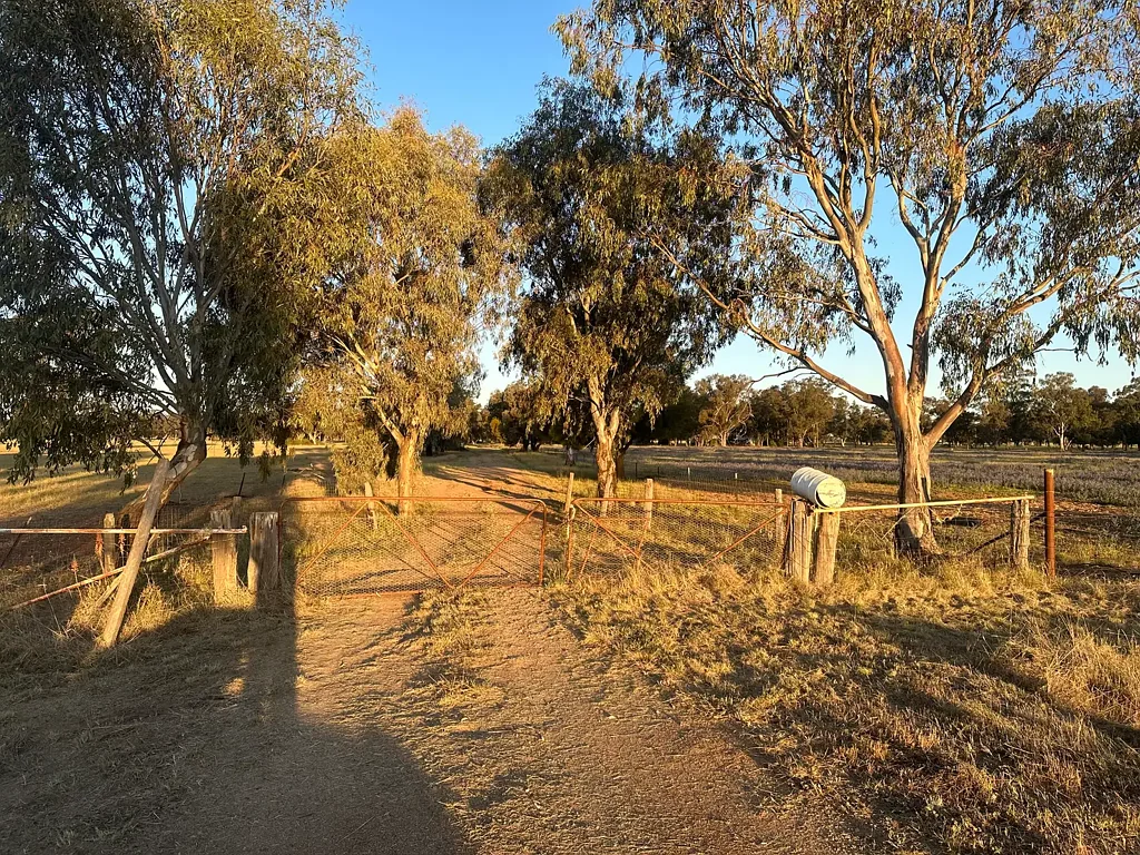 Quandialla Saratoga 180 acre prime farming land large 4 bedroom 2 bathroom 3 living space homestead with all steel 2 stand sheering shed & numerous shedding