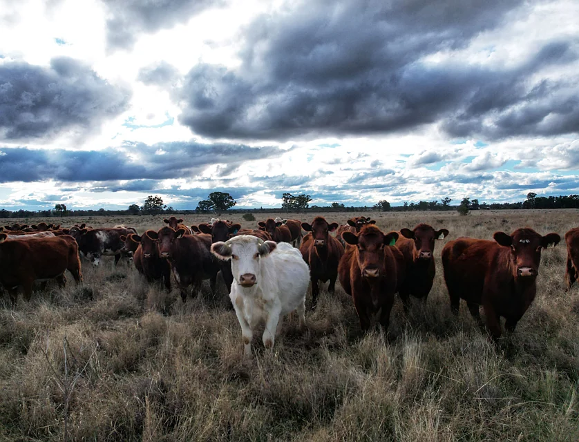 281 Gobondery Road, Tullamore, NSW 2874, 0 રૂમ, 0 બાથરૂમ, Lifestyle Property