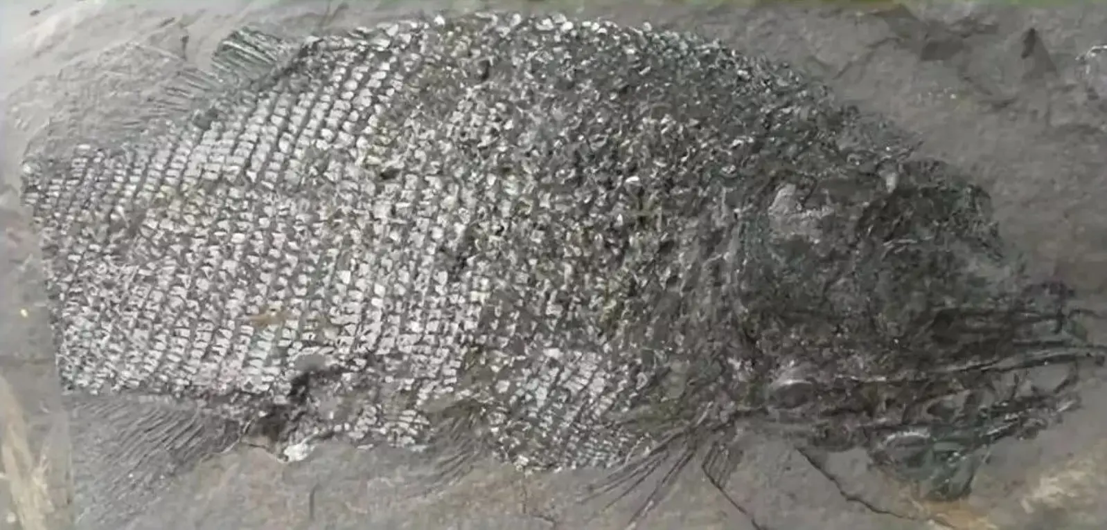 地球史上最大的一次生物大灭绝,种级灭绝率可能达到了95%