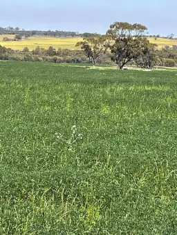 Chesters Kalguddering East Road, Wongan Hills