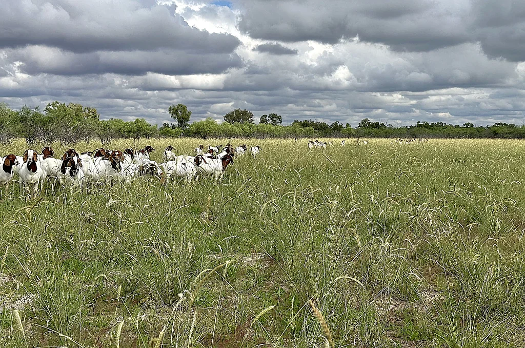 Barcaldine 384*  Acres Close to Town