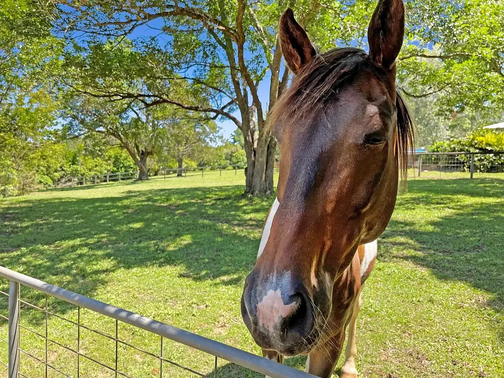 Chevallum 6房  Lifestyle Horse Property with Dual Living Potential