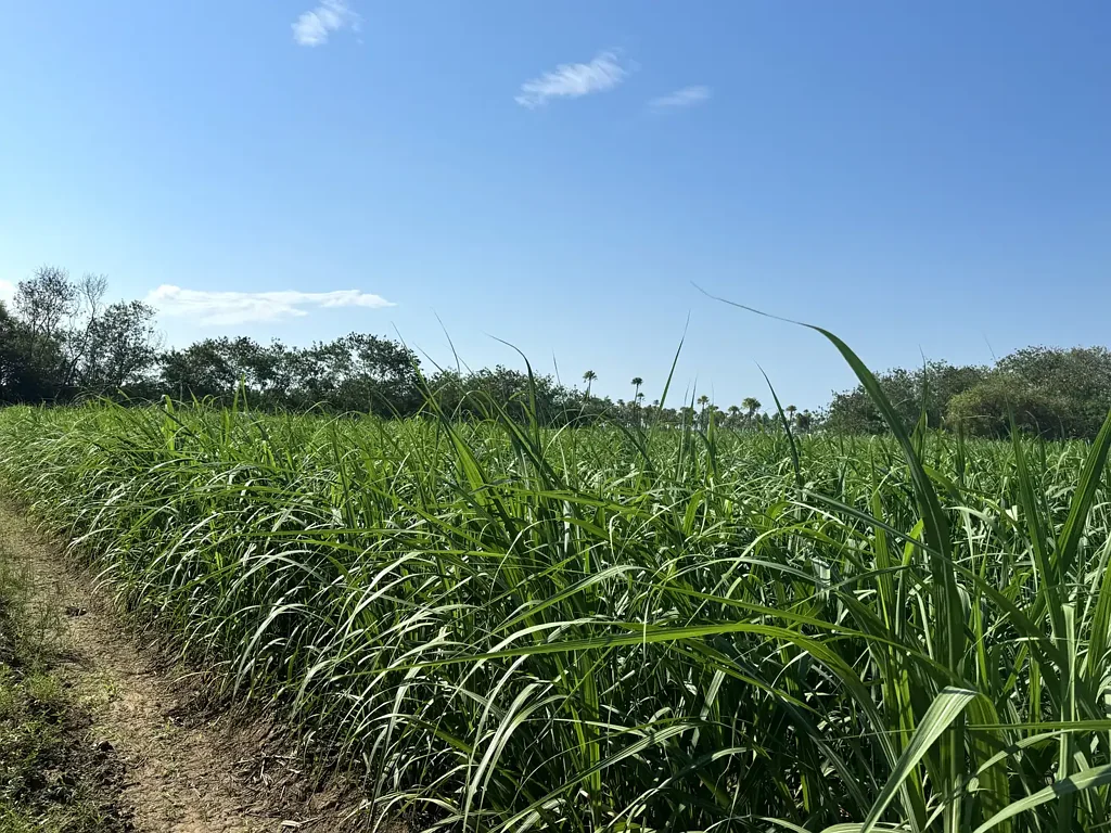 Jarvisfield  Jarvisfield Cane Farm