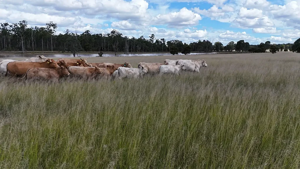 709 Nobbs Road, Burra Burri, Chinchilla, QLD 4413