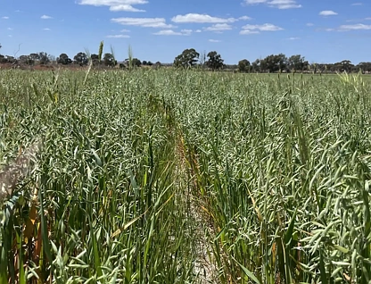 Lot 702 Dale Kokeby Road, Kokeby, WA 6304, 0 Kuwarto, 0 Banyo, Lifestyle Property