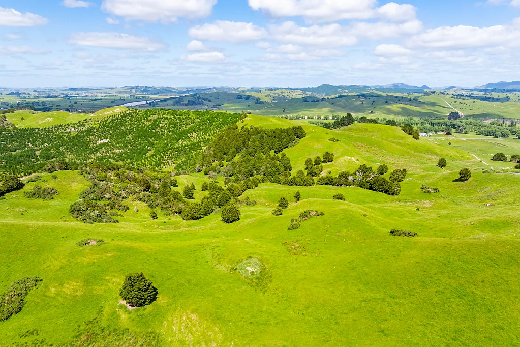 Dargaville Surrounds Lifestyle, income & subdivision potential