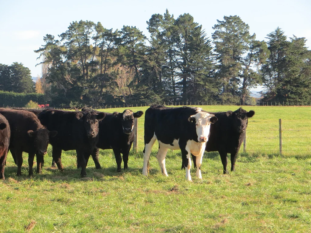 Takapau Well located flat land