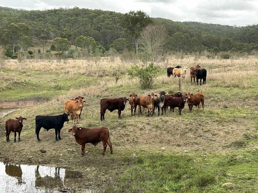 Monto Monto, Cattle Backgrounding and Breeding, Great body of grass!