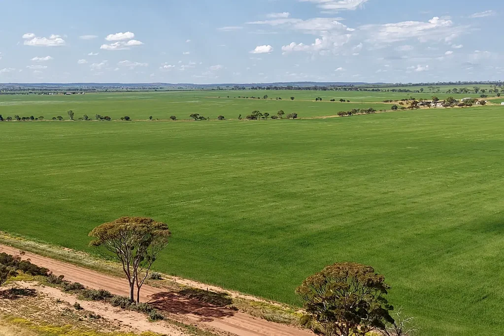 South Kununoppin IVEYDALE FARMS - SOUTH KUNUNOPPIN       1507 ha (3724 acres)