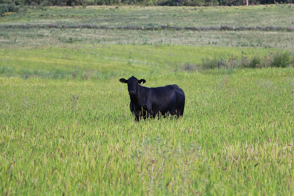 Inverell 'Gulbraith' located productive Delungra district