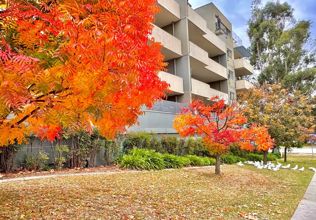 Queanbeyan East 3房  Fantastic Location!