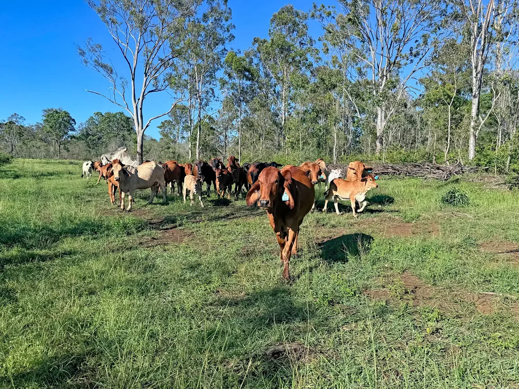 Kalpowar Monto District Breeding Property