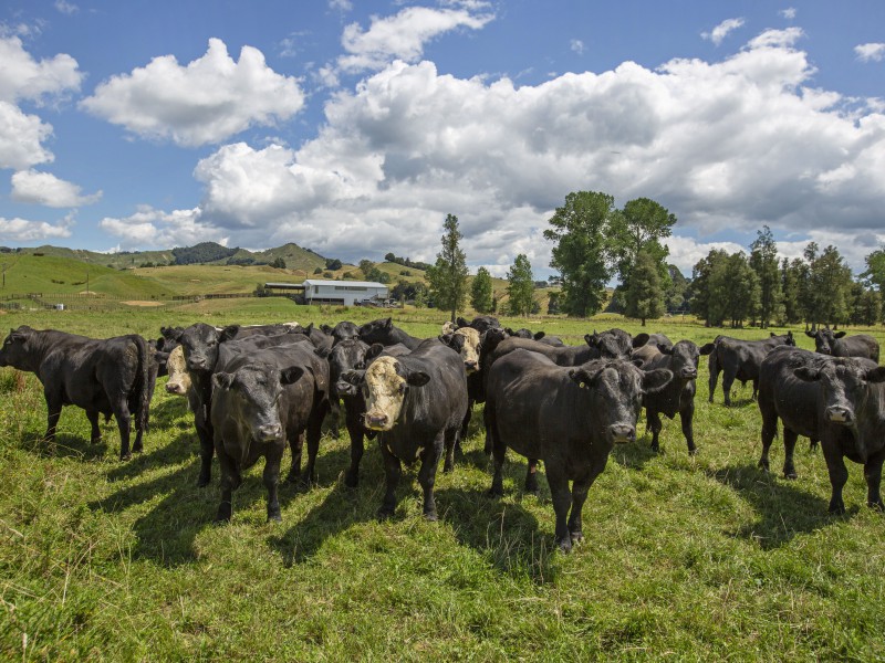 333 Waitewhena Road, Aria, Waitomo, 0 rūma, 0 rūma horoi